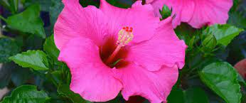 Do hibiscus come back every year. How To Grow Vibrant Hibiscus