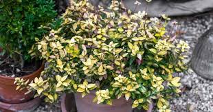 The virus is transmitted by a. Euonymus Japonicus Care Tips On Growing The Japanese Euonymus