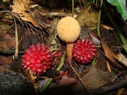 Image result for Balanophoraceae