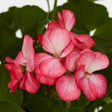 Image result for Geranium