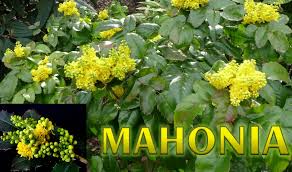 Les plantes aquatiques, ou hydrophytes sont des plantes dont la totalité du cycle biologique se réalise dans l'eau ou à sa surface. Les Terminaisons En Nia Et Ani Scrabble En Images