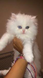 Adopt a persian near you in orange, california. Tea Cup Doll Face Persian Kittens For Sale In San Diego California Classified Americanlisted Com
