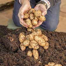 Suttons seeds however developed a new technique in 2014 so that they can sell rooted cuttings of sweet potatoes which grow much quicker and more reliably. Complete Patio Potato Growing Kit Yougarden