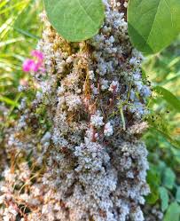 Image result for Cuscuta approximata