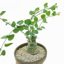 Image result for Adenia