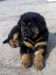 Tibetan Mastiff Puppies Mastiff Puppies Tibetan Mastiff Puppy Mastiff Puppies For Sale