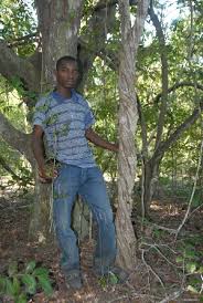 Image result for Psydrax livida