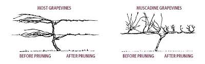 Image result for grape pruning