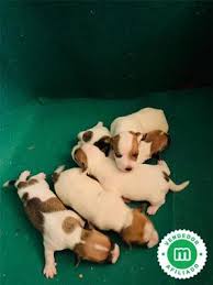 Jack russell terrier pelo corto Perros en adopción, compra venta de  accesorios y servicios para perros