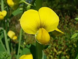Image result for Crotalaria bernieri