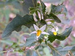Image result for Solanum cyaneopurpureum