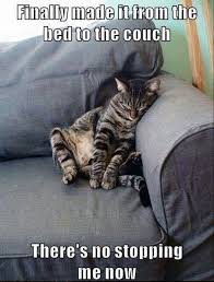 120 Fresh Memes For Today 109 Funnyfoto Funny Cat Memes Funny Cats Funny Cat Pictures