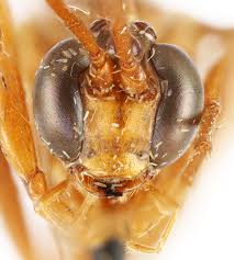 Image result for Ottelia fischeri