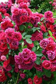 Image Of Country Roses Tree Amazing Flowers Beautiful Flowers Wallpapers Flowers