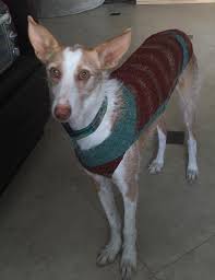 Maybe you would like to learn more about one of these? 120 Alibar Dog Knits Ideas Dogs Knitting Animals