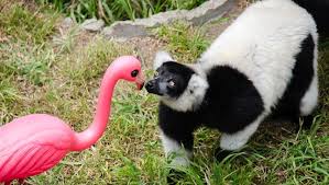 Animal News Animals Lemur Zoo Project
