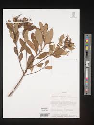 Image result for Schlechterina mitostemmatoides