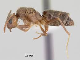 Image result for Landolphia incerta