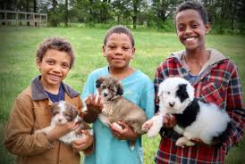 The mini sheepadoodle is a designer breed created through the cross of the old english sheepdog and the mini poodle. Sheepadoodles Puppies Briarwood Virginia Washington Dc S Premier Sheepadoodles Bernedoodles