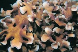 Image result for Pavonia kilimandscharica