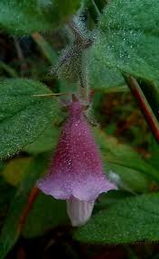 Image result for Ceratotheca sesamoides