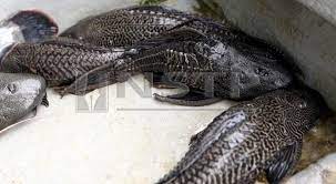 Ikan Bandaraya Cleans Out Local Ecosystem