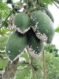 The papaya fruit fly looks similar to a wasp, with its long abdomen and black and yellow markings. Taiwan Agricultural Research Institute Council Of Agriculture Executive Yuan Achievements Innovative Techniques