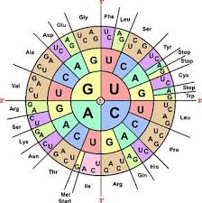 codon table codon three adjacent nucleotides triplet in