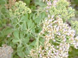 Image result for Pluchea dioscoridis