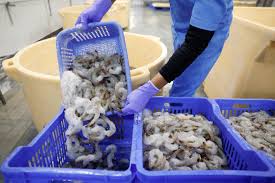 India shrimp tariff news