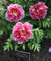 Different types of writing text types for teachers and students. Peonies The Ultimate Pass Along Plant