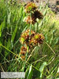 Image result for Juncus exsertus