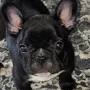 DeJarnett French Bulldogs from www.pinterest.com