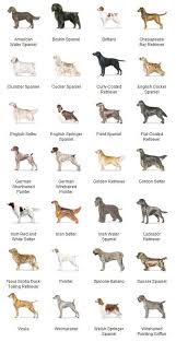 Sporting Group Dogs Sportif Amacli Kopekler Dog Breeds Spaniel Breeds Spaniel Puppies