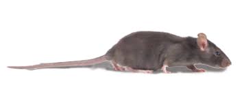 Pest Control Seq Building And Pest Inspections