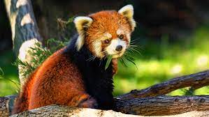 Explore quality animals wildlife pictures, illustrations from top photographers. Animal Planet Official Site
