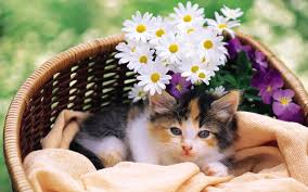 We did not find results for: Kitten Cat Flowers Cats Kittens Wallpapers Hd Desktop And Mobile Backgrounds