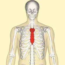 The Sternum Body Manubrium Xiphoid Teachmeanatomy