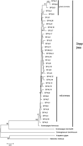 genetic variability of the asian arowana scleropages