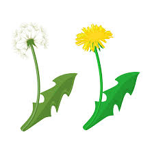 Maybe you would like to learn more about one of these? Vector Paardebloemen Geisoleerd Realistische Gele Paardebloemen Met Bladeren Op Een Transparante Achtergrond Alle Objecten Zijn Bewerkbaar Vector Paardenbloem Royalty Vrije Cliparts Vectoren En Stock Illustratie Image 97568090