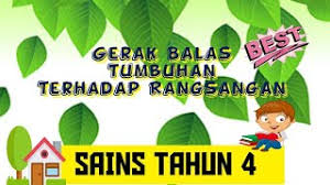Cahaya, air, sentuhan, suhu, gravitasi dan zat kimia. Gerak Balas Tumbuhan Terhadap Rangsangan Sayacikgubiasa Stayathome Dudukrumah Youtube