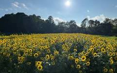 SUNFLOWER DAYS AT BIG SKY FARM 2026