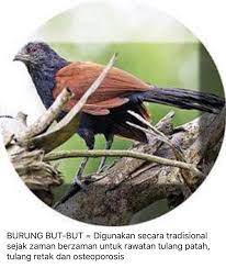 Download lagu burung but but (9.18mb) dan streaming kumpulan lagu burung but but (9.18mb) mp3 terbaru di metrolagu dan nikmati, video klip search results for: Pernah Dengar Kisah Burung But But Minyak But But Ajaib Facebook