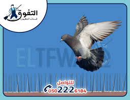 شركة مكافحة الحمام بالرياض 0550074416 مع الضمان شركة التفوق