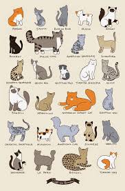 Sebenarnya hewan menggemaskan satu ini memiliki rahasia yang wajib kalian tahu sebagai pecinta kucing. 13 Fakta Unik Tentang Kucing Cokelat Gosong By Hilda Ikka