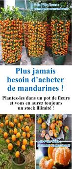 Plus Jamais Besoin D Acheter De Mandarines Plantez Les Dans Un Pot De Fleurs Pour En Avoir Un Stock Illimite Pot De Fleurs Astuce Jardin Jardin Fruitier