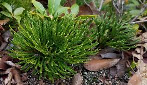 Image result for Lycopodiaceae