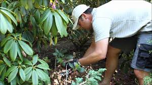 Einen rhododendron müssen sie nicht, können sie aber, schneiden. Rhododendron Radikal Runter Schneiden Teil 2 Newwonder555 Youtube