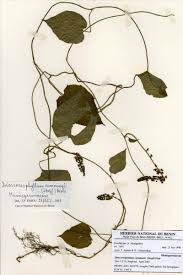 Image result for Dioscoreophyllum