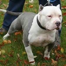 American Blue Brindle Pitbull Puppies With Blue Eyes Bing Images Pitbull Terrier American Pitbull Terrier Pitbulls